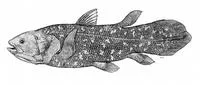 Coelacanth (Latimeria chalumnae)