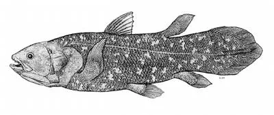 Coelacanth (Latimeria chalumnae)
