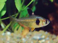 Coffee-bean tetra (Hyphessobrycon takasei)