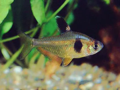 Coffee-bean tetra (Hyphessobrycon takasei)