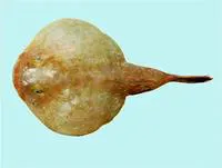 Coffinfish (Chaunax endeavouri)