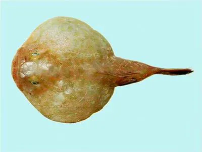 Coffinfish (Chaunax endeavouri)