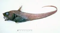 Cohen's whiptail (Nezumia coheni)