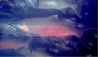 Coho salmon (Oncorhynchus kisutch)