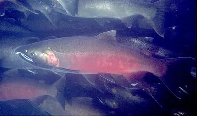 Coho salmon (Oncorhynchus kisutch)