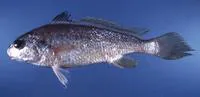 Coitor croaker (Johnius coitor)