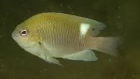 Colin's damsel (Pomacentrus colini)