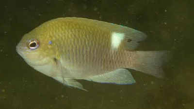 Colin's damsel (Pomacentrus colini)