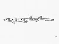 Collared carpetshark (Parascyllium collare)