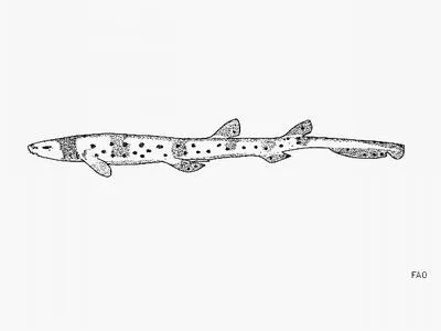 Collared carpetshark (Parascyllium collare)