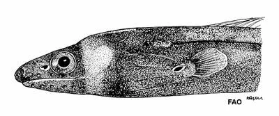 Collared eel (Kaupichthys nuchalis)