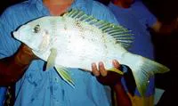 Collared large-eye bream (Gymnocranius audleyi)