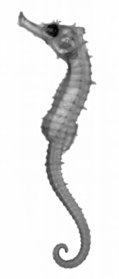 Collared seahorse (Hippocampus jugumus)