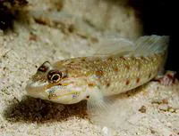 Colon goby (Coryphopterus dicrus)