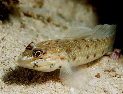 Colon goby (Coryphopterus dicrus)