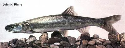 Colorado pikeminnow (Ptychocheilus lucius)