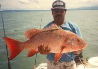 Colorado snapper (Lutjanus colorado)