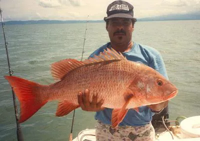 Colorado snapper (Lutjanus colorado)