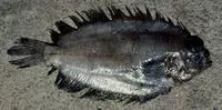 Coloured righteye flounder (Poecilopsetta colorata)