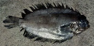Coloured righteye flounder (Poecilopsetta colorata)