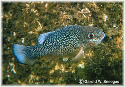 Comanche Springs pupfish (Cyprinodon elegans)