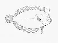 Comb flounder (Marleyella bicolorata)