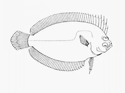 Comb flounder (Marleyella bicolorata)