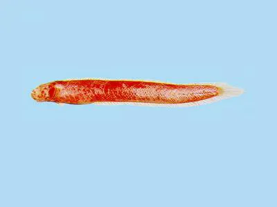 Comb goby (Paratrypauchen microcephalus)