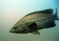 Comb grouper (Mycteroperca acutirostris)