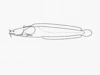 Comb rockling (Gaidropsarus insularum)