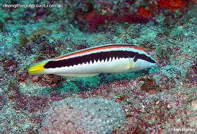 Comb wrasse (Coris picta)
