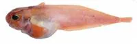 Combed snailfish (Allocareproctus kallaion)