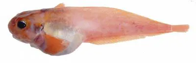 Combed snailfish (Allocareproctus kallaion)