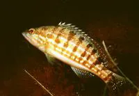 Comber (Serranus cabrilla)