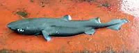 Combtooth dogfish (Centroscyllium nigrum)