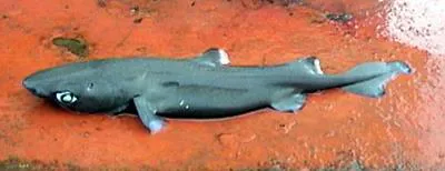 Combtooth dogfish (Centroscyllium nigrum)