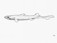 Combtoothed lanternshark (Etmopterus decacuspidatus)