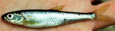 Comely shiner (Notropis amoenus)