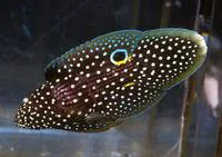 Comet (Calloplesiops altivelis)