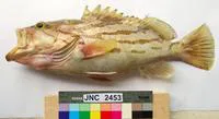 Comet grouper (Epinephelus morrhua)