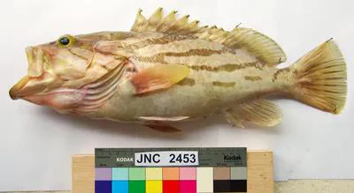 Comet grouper (Epinephelus morrhua)