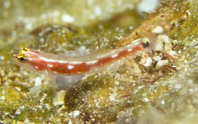 Comet pygmy goby (Eviota cometa)