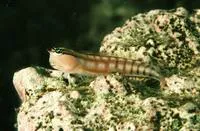 Comical blenny (Ecsenius opsifrontalis)