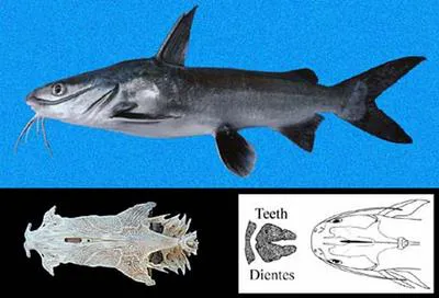Cominate sea catfish (Occidentarius platypogon)