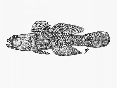 Commafin goby (Caffrogobius saldanha)