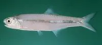 Commerson's anchovy (Stolephorus commersonnii)