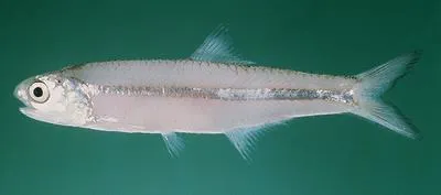 Commerson's anchovy (Stolephorus commersonnii)