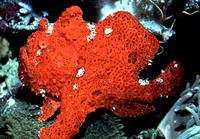 Commerson's frogfish (Antennarius commerson)