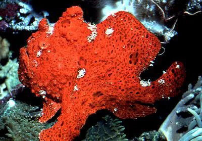Commerson's frogfish (Antennarius commerson)
