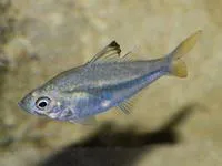 Commerson's glassy (Ambassis ambassis)